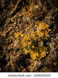 Attēlu rezultāti vaicājumam “Xanthoriicola physciae”