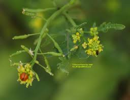 Attēlu rezultāti vaicājumam “Rorippa palustris leaf”