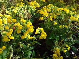 Image result for Calceolaria integrifolia