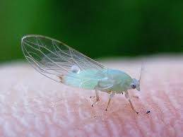 Attēlu rezultāti vaicājumam “Trioza dispar nymph”