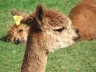 Alpaca at the visitor centre near Penrith, Cumbria. - via Daymix