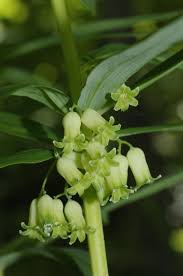 Attēlu rezultāti vaicājumam “Polygonatum verticillatum bud”