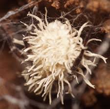 Attēlu rezultāti vaicājumam “Torrubiella arachnophila”