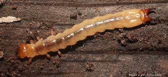 Attēlu rezultāti vaicājumam “Pyrochroidae larva”