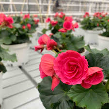 Image result for Бегония Элатиор 12х22 4601887072423