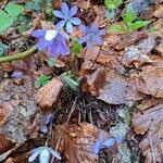 Attēlu rezultāti vaicājumam “Hepatica nobilis fruit”