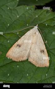 Attēlu rezultāti vaicājumam “Rivula sericealis”