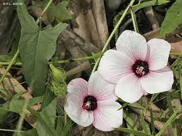 Image result for Abelmoschus moschatus