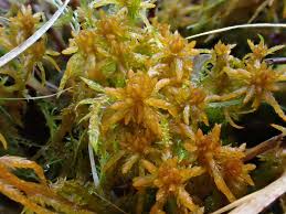 Attēlu rezultāti vaicājumam “Sphagnum teres”