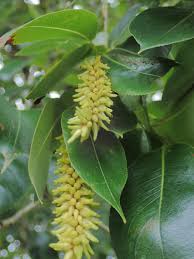 Attēlu rezultāti vaicājumam “Salix pentandra flower”