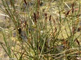 Attēlu rezultāti vaicājumam “Blysmus compressus leaf”