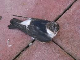 Attēlu rezultāti vaicājumam “Delichon urbicum”