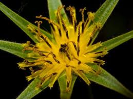 Attēlu rezultāti vaicājumam “Microbotryum tragopogonis - pratensis”