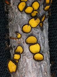 Attēlu rezultāti vaicājumam “Lachnellula willkommii”