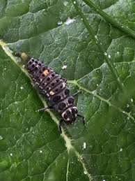 Attēlu rezultāti vaicājumam “Adalia bipunctata larva”