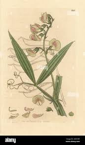 Attēlu rezultāti vaicājumam “Lathyrus sylvestris”