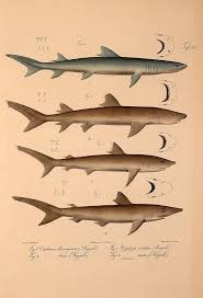 Image result for Rhizoprionodon longurio