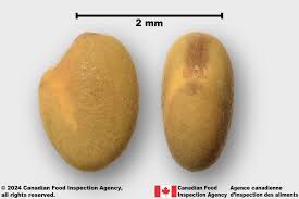 Attēlu rezultāti vaicājumam “Melilotus albus fruit”