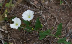 Attēlu rezultāti vaicājumam “Convolvulus arvensis”