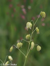 Attēlu rezultāti vaicājumam “Briza media flower”