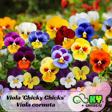 Image result for Viola cornuta