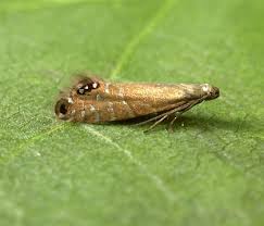 Attēlu rezultāti vaicājumam “Glyphipterigidae”