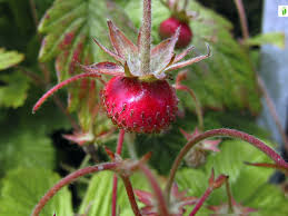 Attēlu rezultāti vaicājumam “Fragaria moschata leaf”