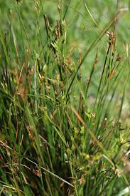 Attēlu rezultāti vaicājumam “Juncus nastanthus”