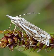 Attēlu rezultāti vaicājumam “Crambus lathoniellus”