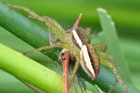 Attēlu rezultāti vaicājumam “Dolomedes fimbriatus”