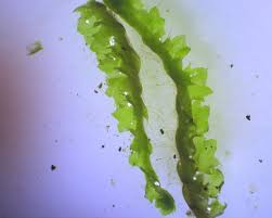 Attēlu rezultāti vaicājumam “Barbilophozia lycopodioides macro”