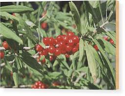 Attēlu rezultāti vaicājumam “Daphne mezereum fruit”