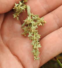 Attēlu rezultāti vaicājumam “Chenopodiaceae”