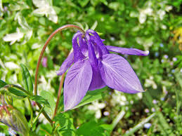 Image result for Akelei