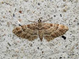 Attēlu rezultāti vaicājumam “Gymnoscelis rufifasciata”