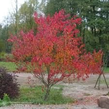 Attēlu rezultāti vaicājumam “Acer tataricum subsp. ginnala”