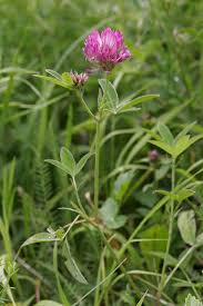 Attēlu rezultāti vaicājumam “Trifolium medium”