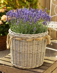 Image result for Lavendel