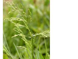 Attēlu rezultāti vaicājumam “Poa compressa”