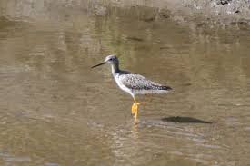 Image result for Tringa melanoleuca