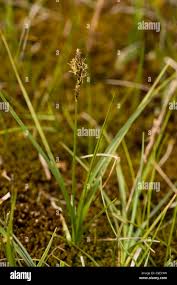 Attēlu rezultāti vaicājumam “Carex disticha”