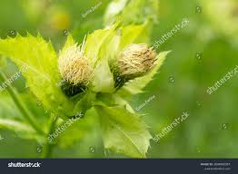 Attēlu rezultāti vaicājumam “Cirsium oleraceum flower”