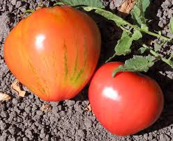 Afbeeldingsresultaat voor butter and bull heart tomato