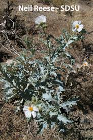 Attēlu rezultāti vaicājumam “Papaveraceae”