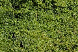 Attēlu rezultāti vaicājumam “Sphagnum riparium”