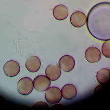 Attēlu rezultāti vaicājumam “Physarum bryocorticola”