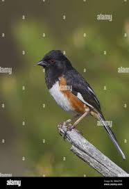 Image result for Pipilo erythrophthalmus