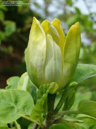 Attēlu rezultāti vaicājumam “Magnolia acuminata bud”