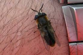 Attēlu rezultāti vaicājumam “Heptatoma pellucens”