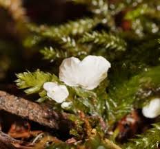 Attēlu rezultāti vaicājumam “Rimbachia neckerae”